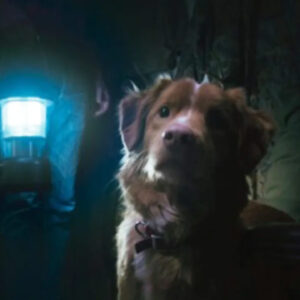 turkiye cezveye aglarken dunya bir fragmanla ayaga kalkti kopegin gozunden gerilim filmi polemik yaratti PkVtf5rq