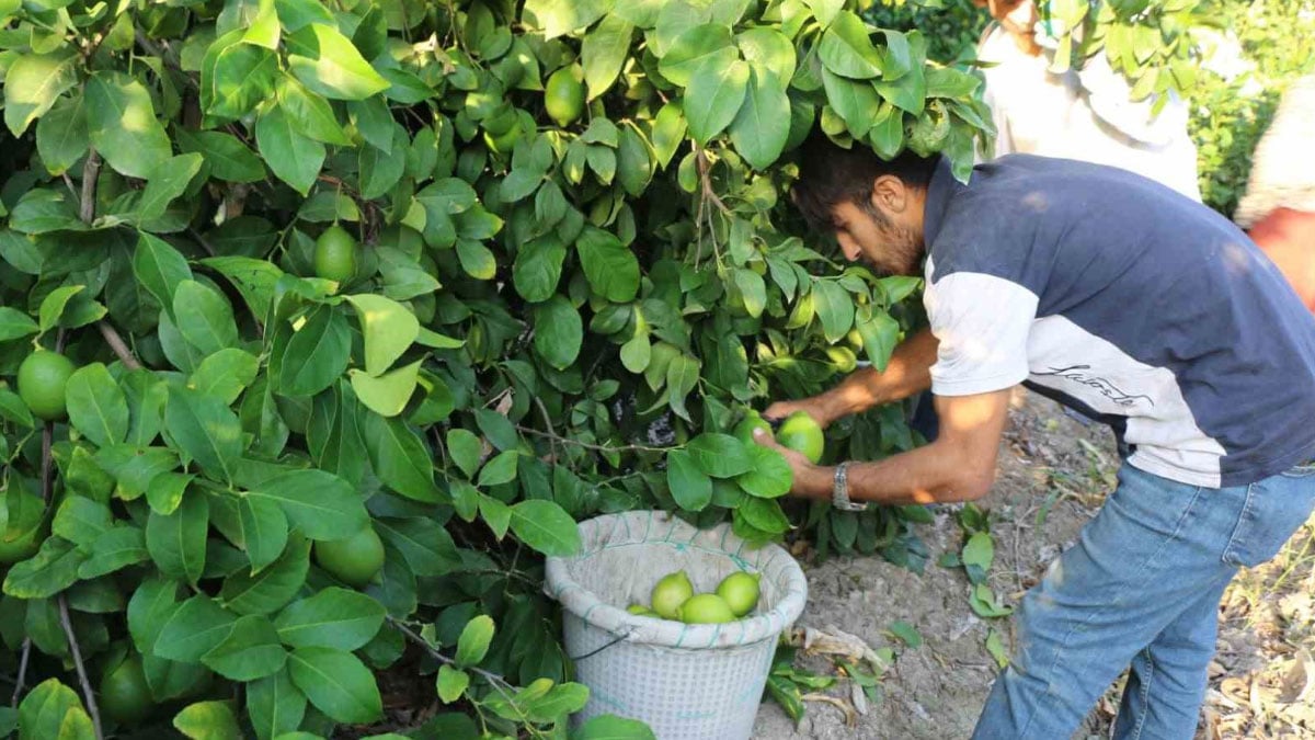 hasat 25 ve 27 eylul tarihlerinde basladi ihracat 2 ekimde baslayacak X8B3Gvs6