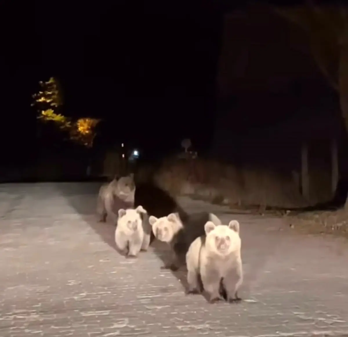 uludagda panik anlari ayi ailesi aracla karsilasti yNBJyGUU