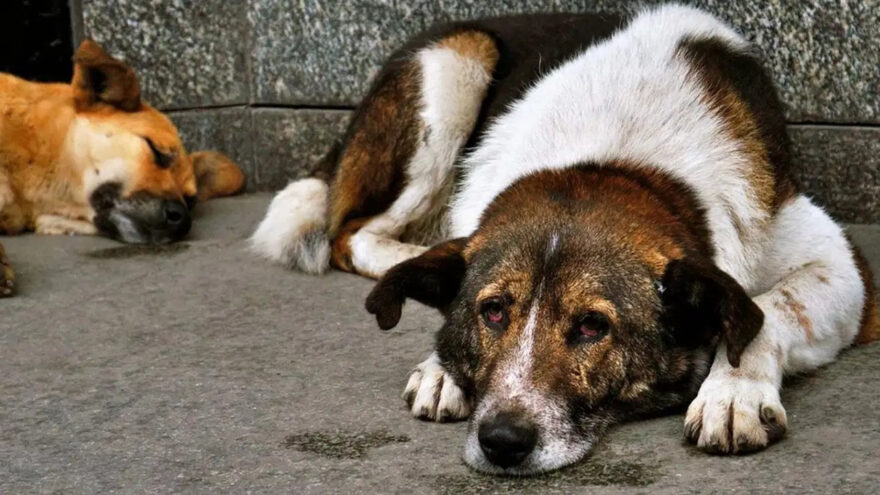 NATO Zirvesi Öncesi Sahipsiz Köpeklerin Toplanması Talimatı